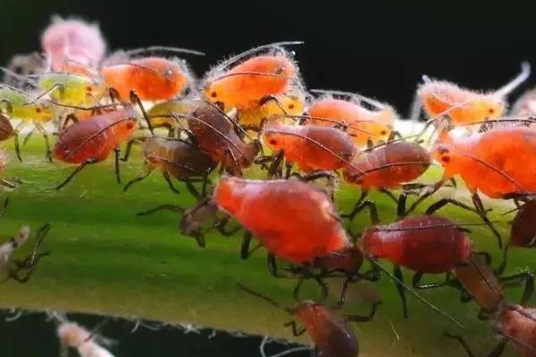 花椒树上蚜虫用什么药物可以根治