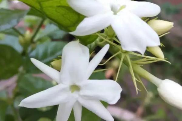 吡虫啉开花植物可以用吗