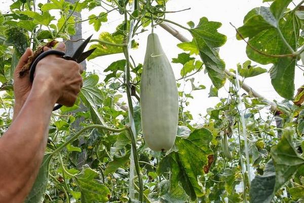 羊角蜜甜瓜从坐果到成熟大概需要多少天