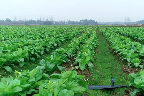 菜心如何种植，是一、二年生草本植物