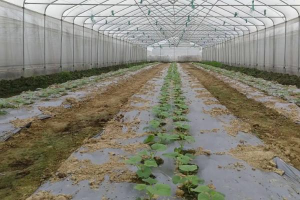 定植甜瓜后怎么管理，生长旺期补充二氧化碳可提高坐果率