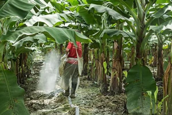 种植香蕉怎么保温，果实套袋可避免低温冻害