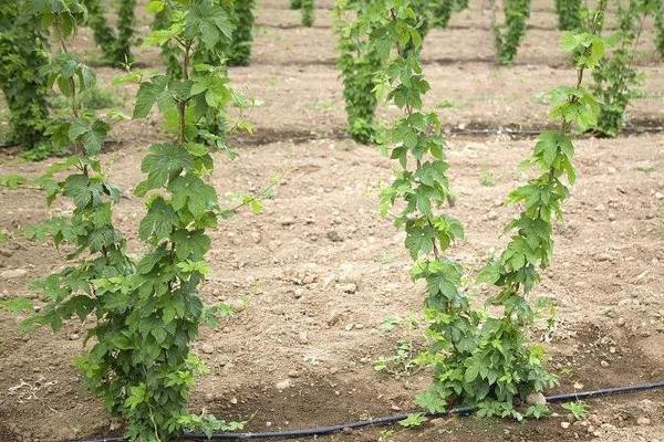 株距行距如何计算种植数量