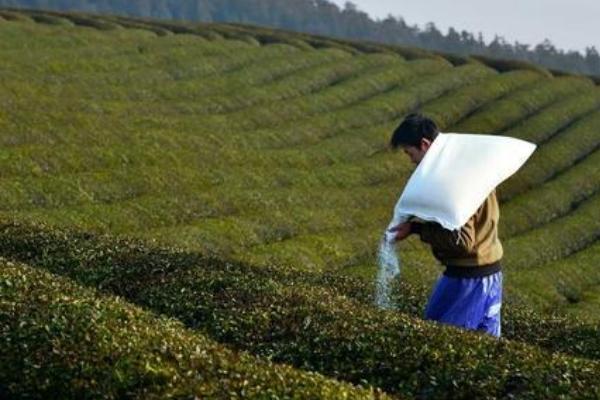 茶树的需肥特点，不同阶段对营养元素的需求不同