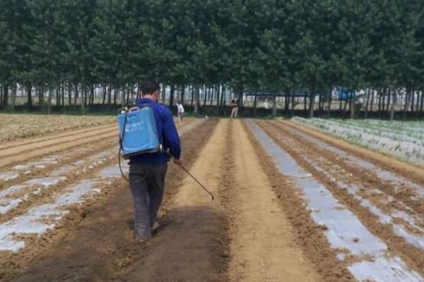 旱土如何使用除草剂，用药量、用药时间和用药方式都要注意