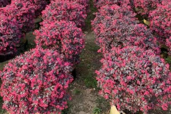 红花继木的种植技术，在微酸性土壤中生长良好