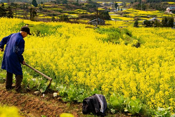 种植油菜的时间和方法，主要集中在9-11月份