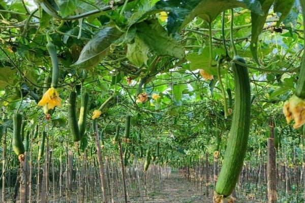 种植丝瓜对温度的要求，发芽适温为28-30℃