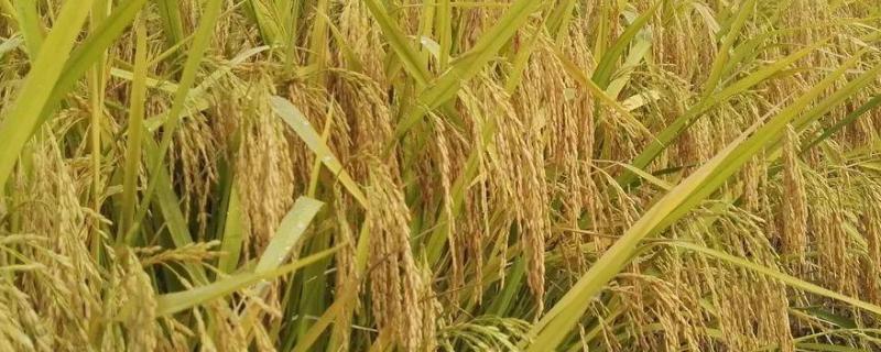 佳香4水稻品种特征特性