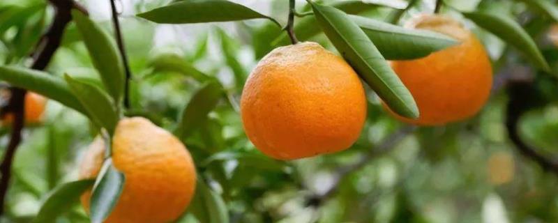 由良柑橘品种介绍