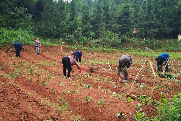 西瓜种子育苗方法步骤，西瓜定植后管理技术