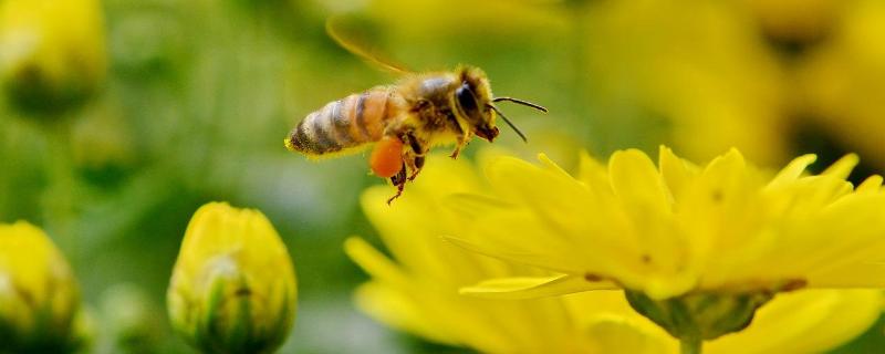 广西蜜蜂分蜂在几月份