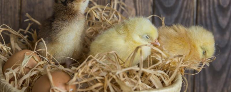 小鸡孵化器温度和湿度是多少才正常