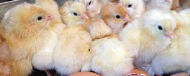 孵化机孵化小鸡教程