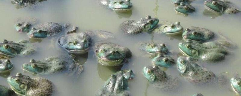 牛蛙养殖技术的培训