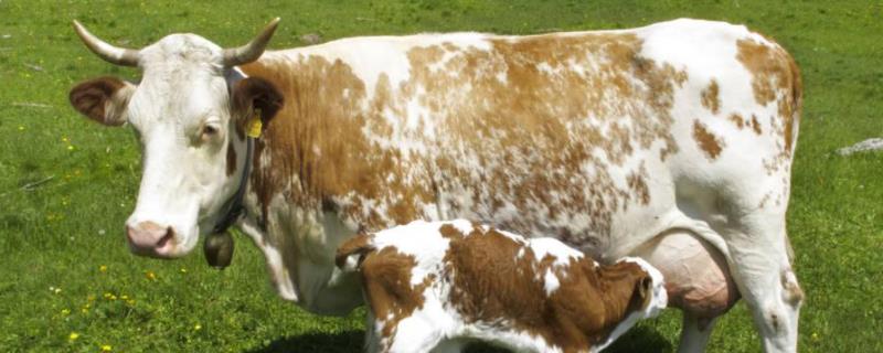 1000斤母牛一天吃多少干草