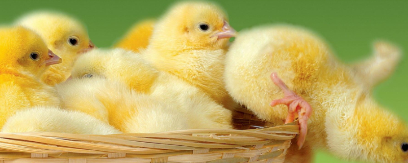 孵化小鸡的最佳温湿度是多少