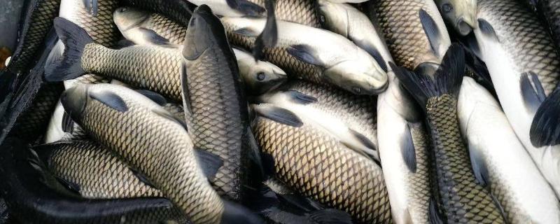 淡水鱼养殖技术与鱼塘管理