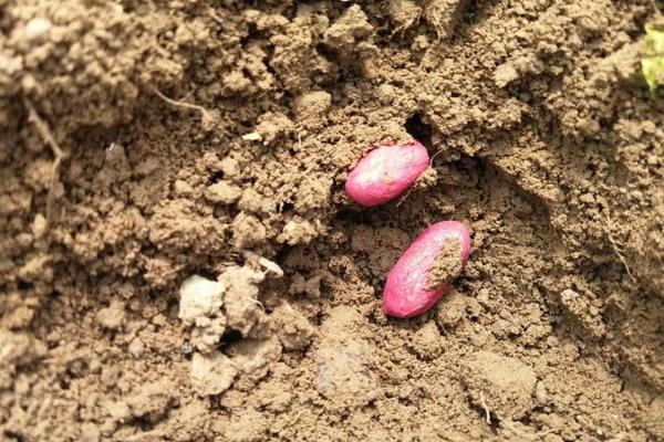 春季花生种植技术与管理，花生专用肥料