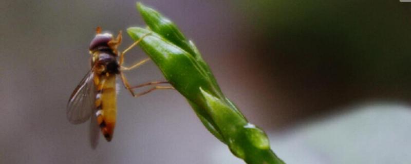 赤眼蜂在生物防治上的重要作用