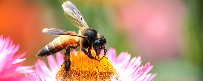 中蜂春繁怎样让蜂造脾