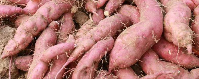 西瓜红红薯种植技术与管理