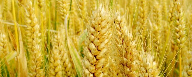 小麦拔节期是几月几号