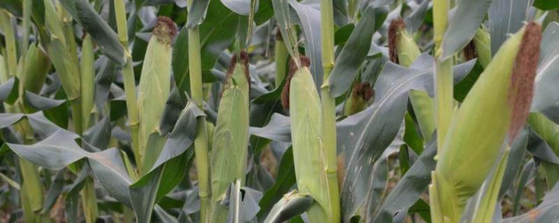 迪卡556玉米种子积温多少