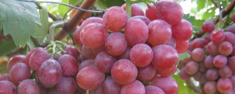 红提葡萄种植技术与管理
