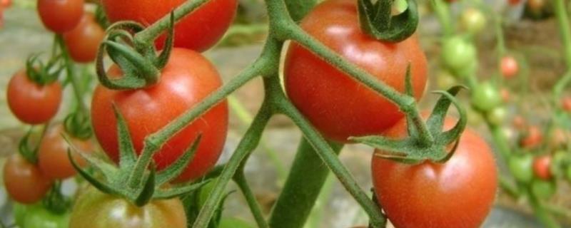 太空番茄是怎样培育出来的
