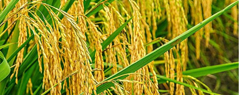 早稻早熟高产水稻品种有哪些