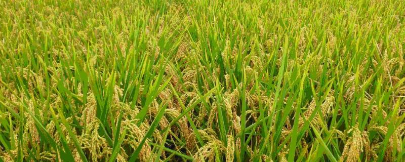 优质水稻品种