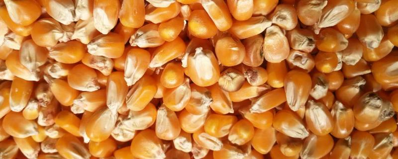 玉米种子的外部特征