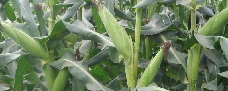 雅玉12玉米种产量表现