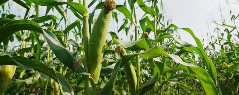 甜玉米种植技术与管理