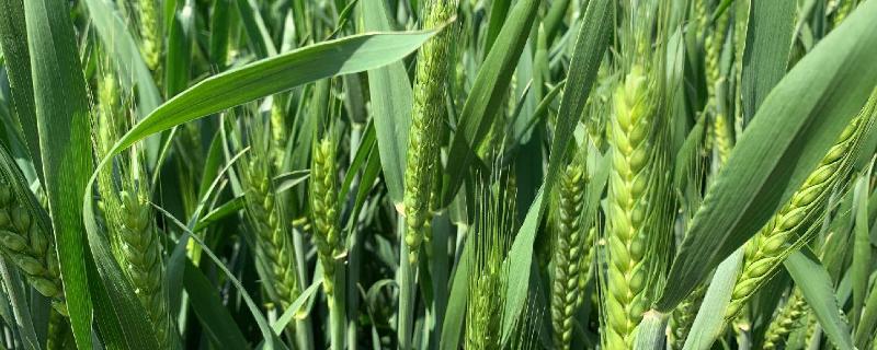 小麦抽穗期能浇水吗