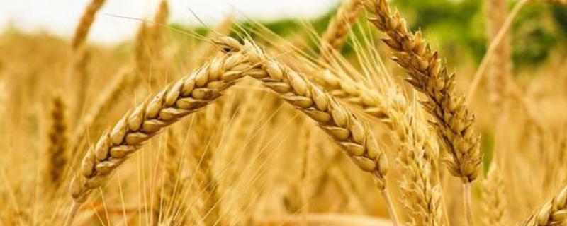 戊唑醇防治小麦哪些病