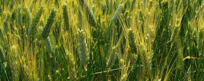 春季小麦病虫害防治时间