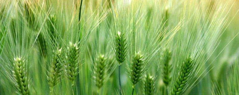小麦返青追尿素一亩多少斤为好