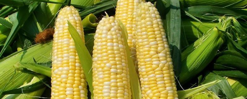 玉米肥料最佳配方