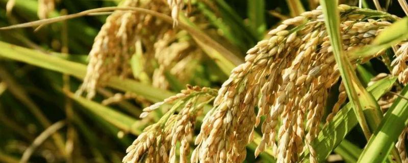 中富稻富合31水稻品种特征特性