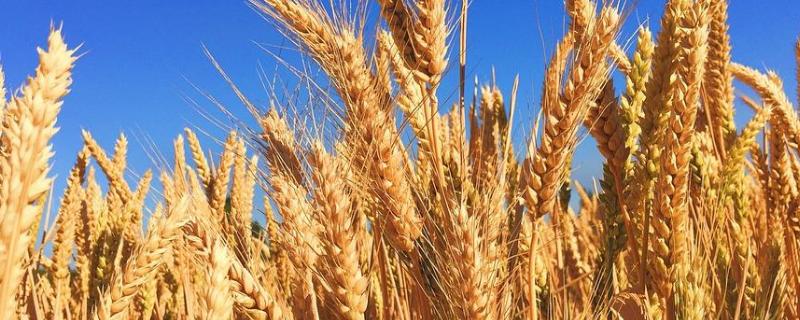 小麦是旱田作物吗