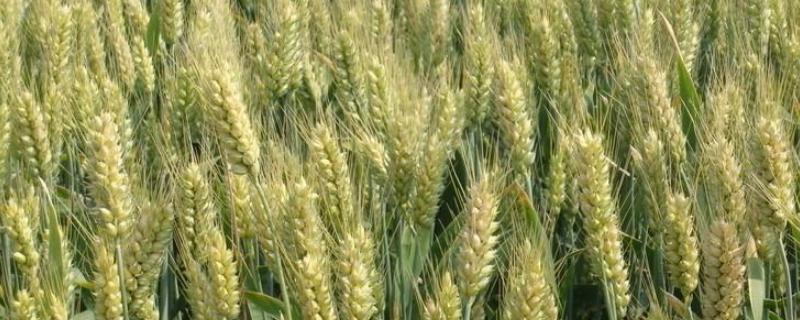 小麦除草剂重喷了小麦会死吗