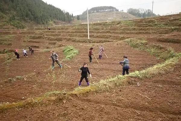 一亩地种姜多少斤，附生姜种植方法