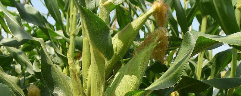 黑龙江2350积温的玉米品种有哪些