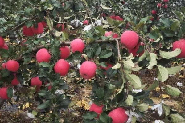苹果亩产量一般多少斤，附种植方法