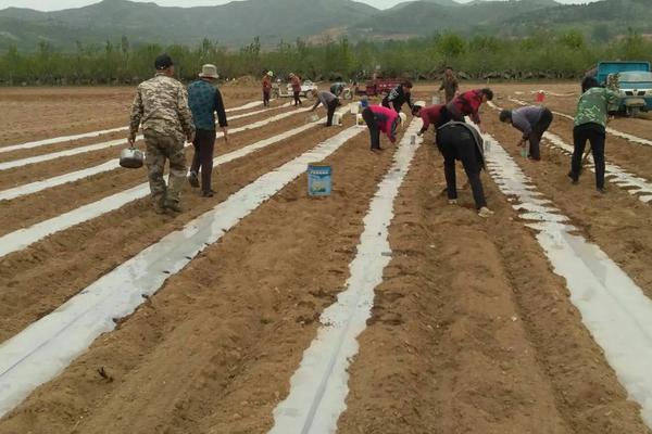 打瓜种植技术，什么时候种植合适