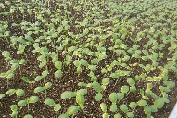 香瓜种植方法，春季露地香瓜种植技术