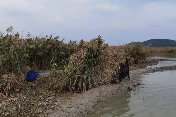 野鸭子怎么可以抓到，小野鸭能不能养活