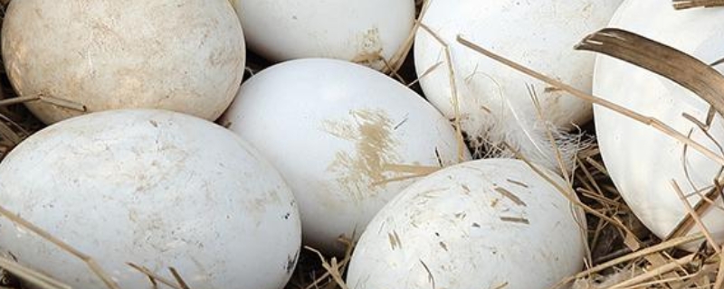 鹅蛋的孵化过程详解